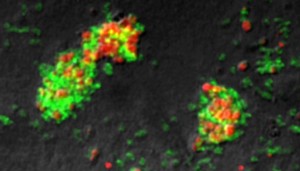 Cyanat-abbauendes Konsortium aus Ammoniak- (rot) und Nitrit-oxidierenden Mikroben (grün). Die Mikrobengruppen wurden mit Hilfe der Fluoreszenz-In-Situ-Hybridisierung spezifisch angefärbt.