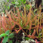 Riesiger fleischfressender Sonnentau - Drosera magnifica im natürlichen Habitat. Foto: Paulo Gonella