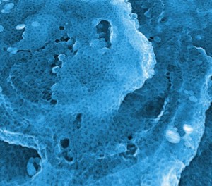 Regelmäßiges Clathrin-Gitter auf einer Aluminium-Oberfläche (Aufnahme mit dem Elektronenmikroskop, ca. 1,5 x 1,5 µm). Foto: Universität Göttingen