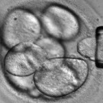 Stammzellenforschung Foto: AP (Advanced Cell Technology)