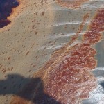 Auf der Wasseroberfläche des Golfs von Mexiko fand sich nach der Deep Horizon Tragödie großflächige Ölverschmutzungen. | Foto: Samantha Joye