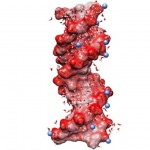 Die Dynamik von Wasser an der Grenzfläche zur DNA