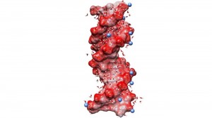 Die Dynamik von Wasser an der Grenzfläche zur DNA