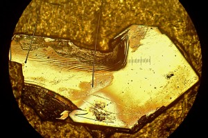 Unter dem Mikroskop leuchtet der Anschliff einer Probe der intermetallischen Verbindung aus Ytterbium, Rhodium und Silizium (YbRh2Si2) golden. Eine Einheit auf der eingeblendeten Skala entspricht 0,1 | Foto: Marc Tippmann / TUM