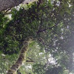 In indonesischen Bergregenwäldern wachsen „Aluminiumbäume“, mit deren Rinde und Blättern traditionelle Weberinnen Textilien beizen. | Foto: Privat
