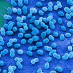 Bakterien der Art Streptococcus pneumoniae besiedeln eine Endothelzelle. | Foto: HZI/M. Rohde