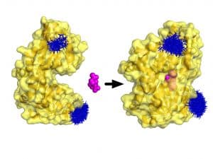 Die P-Domäne (gelb) patrouilliert mit geöffnetem Mund, bis sie auf ein Sialinsäuremolekül (lila) trifft. Diese „Schnappbewegung“ wurde durch Abstandsmessungen an den blauen Spin-Markern analysiert. | Foto: Dr. Gregor Hagelüken/Uni Bonn