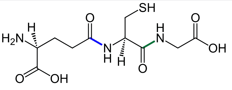 Glutathion (γ-L-Glutamyl-L-cysteinglycin) ist ein Tripeptid mit einer γ-Peptidbindung (= Beispiel für eine ω-Peptidbindung, blau) und einer α-Peptidbindung (grün). | Grafik: Jü - Eigenes Werk, CC0, https://commons.wikimedia.org/w/index.php?curid=24689595