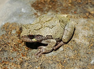Hyla versicolor | Foto: Peter Paplanus from St. Louis, Missouri, CC BY 2.0 https://creativecommons.org/licenses/by/2.0