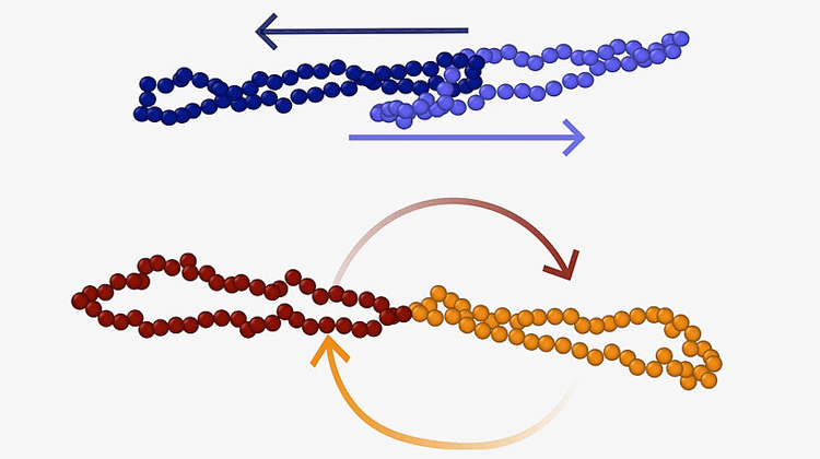Schematische Darstellung des Poly[2]catenan Gradient-Tumbling und Slip-Tumbling mit Ringpolymeren. | Bild: Reyhaneh A. Farimani